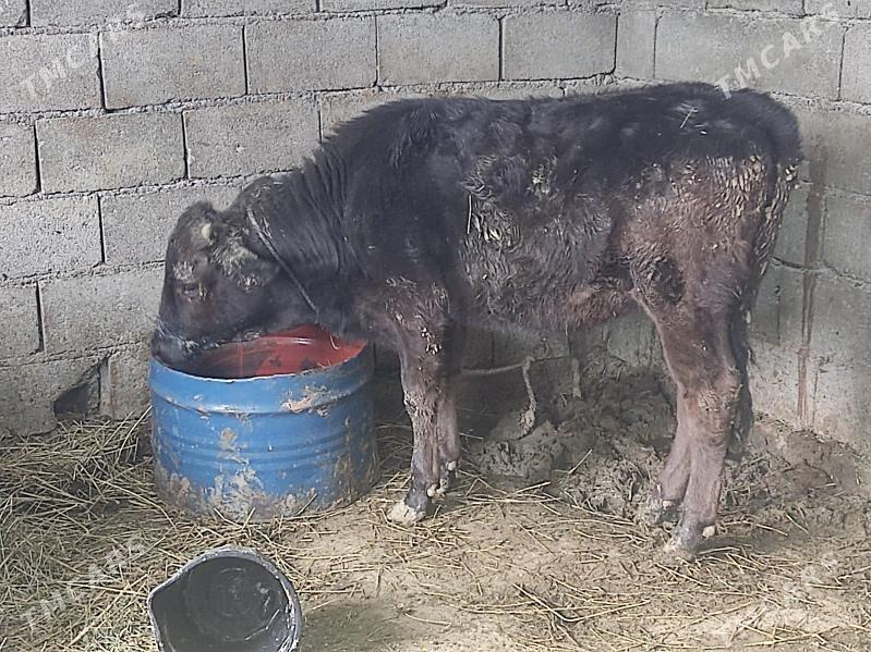 tuwe - Гёкдепе - img 2