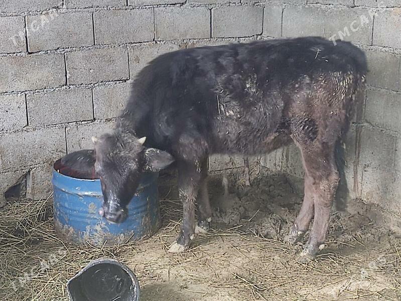 tuwe - Гёкдепе - img 4