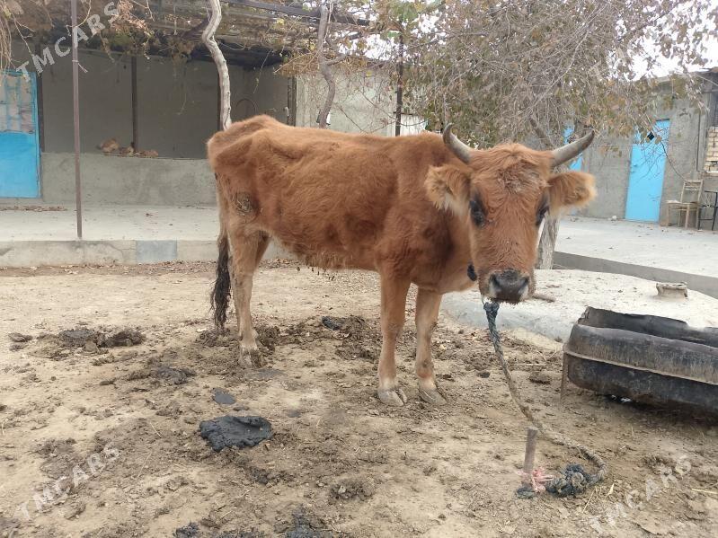 sygyr - Gyzylarbat - img 2