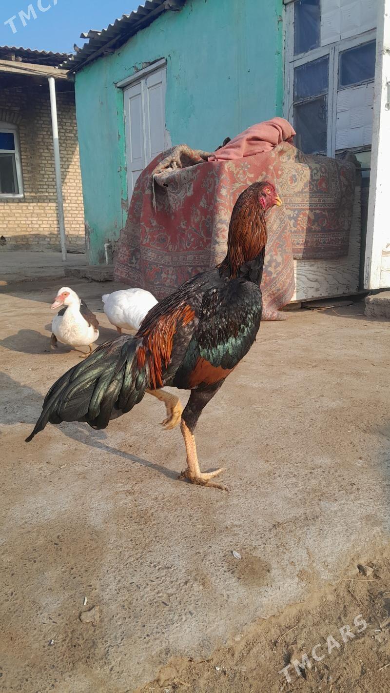 satlyk Bayes horaz  mäki - Векильбазар - img 2