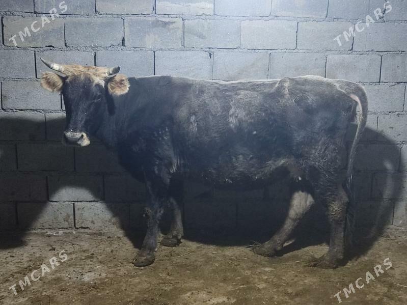 agyr bogaz tohum sygyr - Гёкдепе - img 4