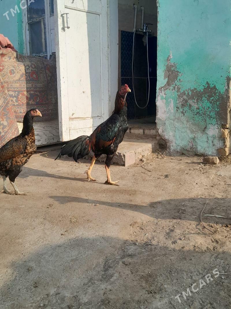 satlyk Bayes horaz  mäki - Векильбазар - img 5