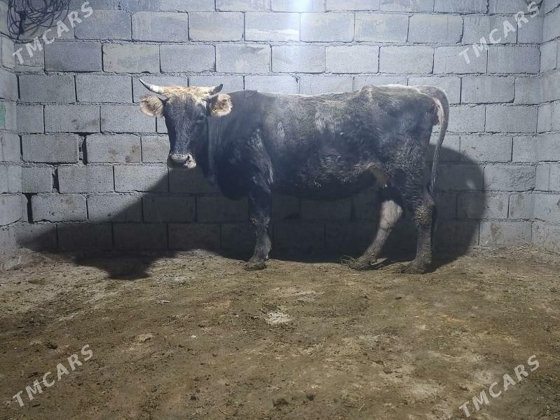 agyr bogaz tohum sygyr - Гёкдепе - img 2