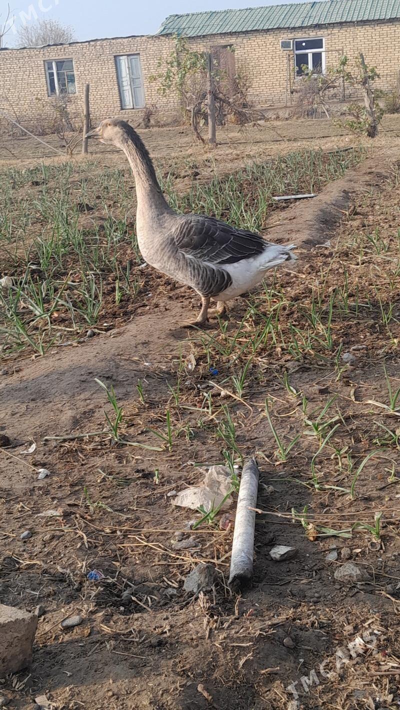 satlyk guws horaz - Векильбазар - img 3