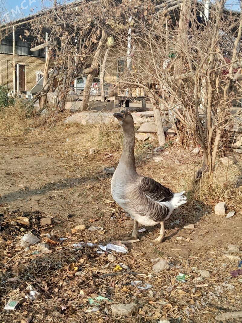 satlyk guws horaz - Векильбазар - img 1