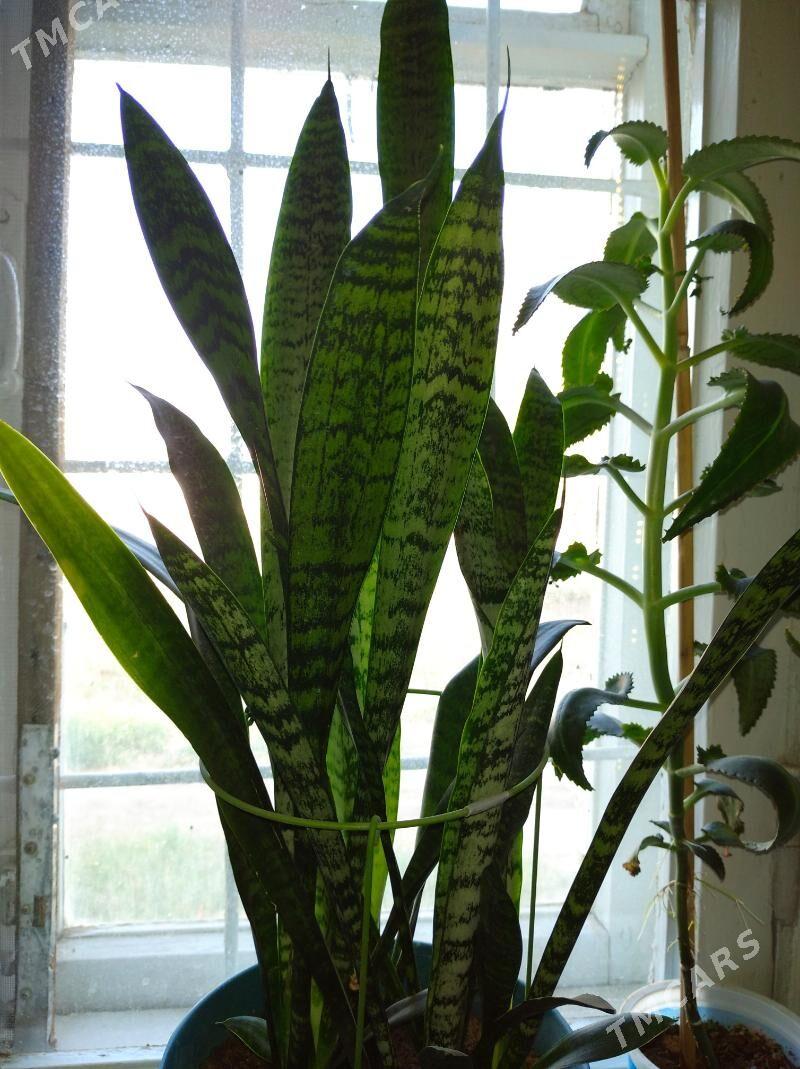 цветы - Mary - img 4