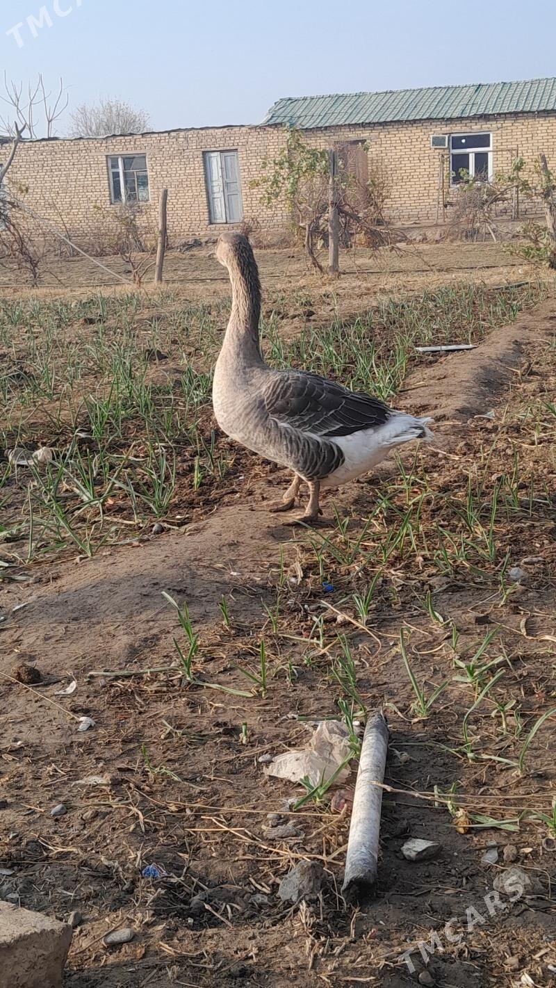 satlyk guws horaz - Векильбазар - img 4