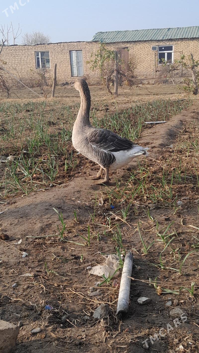 satlyk guws horaz - Векильбазар - img 2