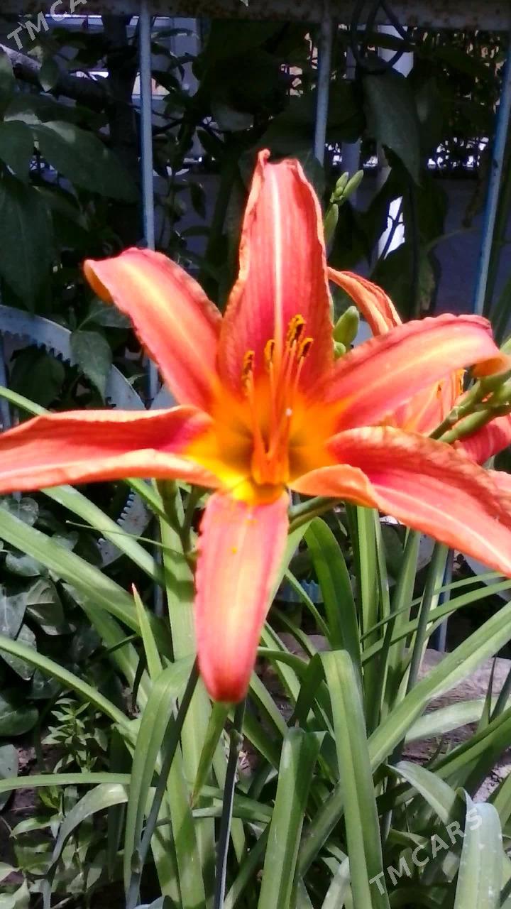 цветы - Mary - img 6