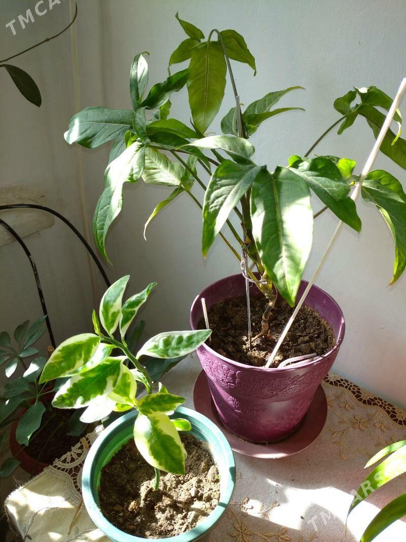 цветы - Mary - img 5