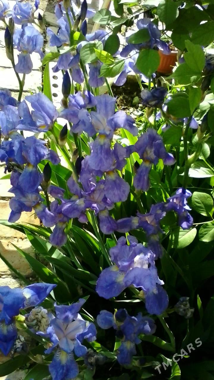 цветы - Mary - img 7