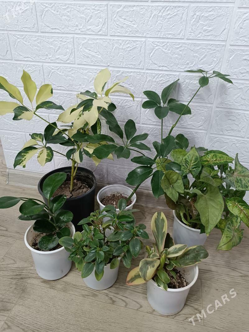 ЦВЕТЫ - Aşgabat - img 1