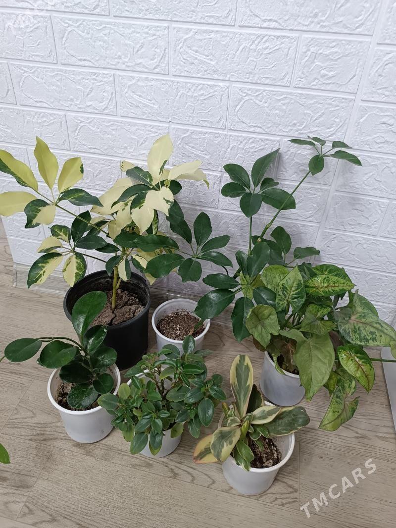 ЦВЕТЫ - Ашхабад - img 2