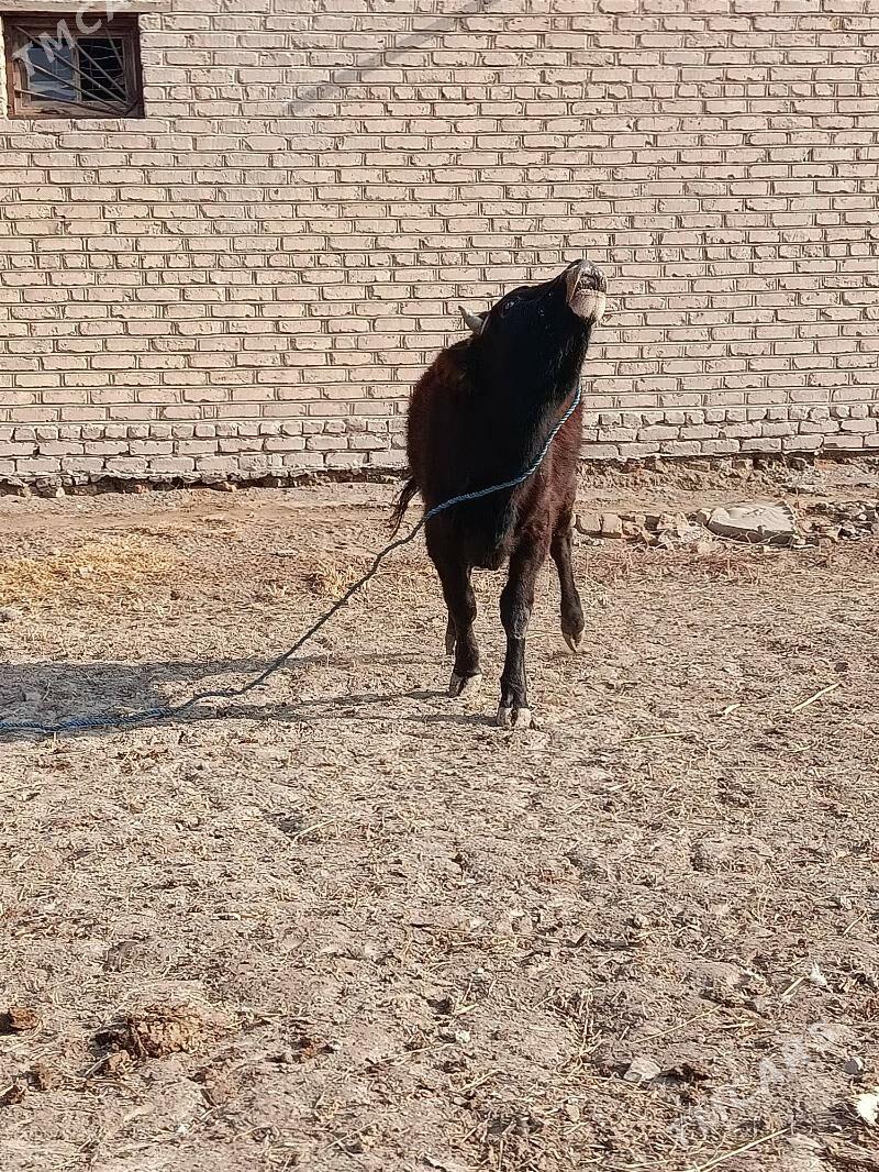 OKŨZ - Görogly (Tagta) - img 3