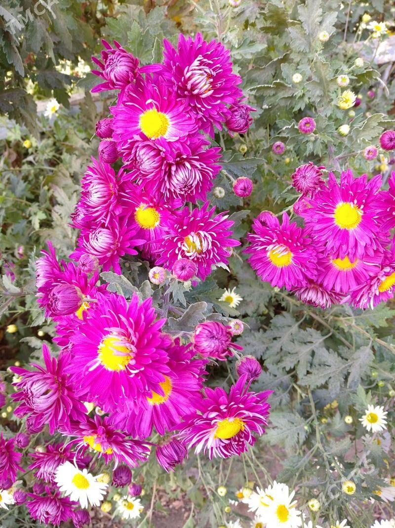 цветы - Mary - img 8