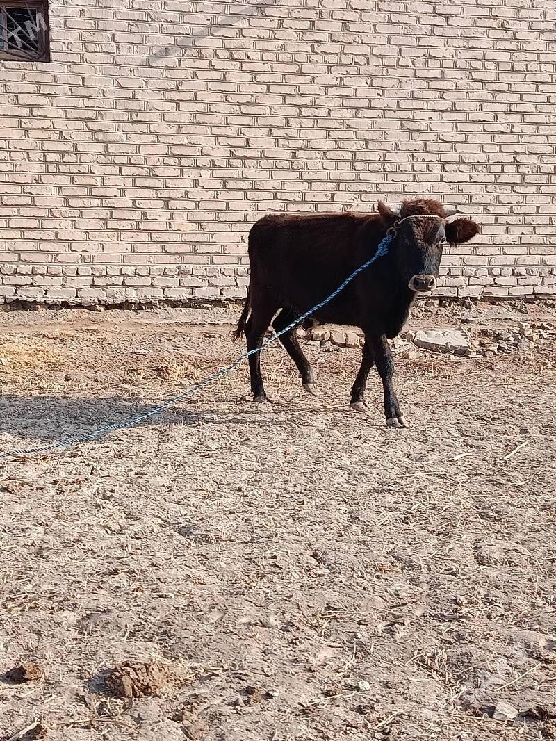 OKŨZ - Görogly (Tagta) - img 1