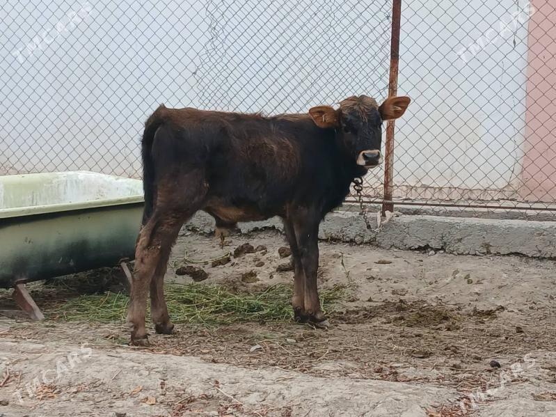 OKUZCE - Гёкдепе - img 2