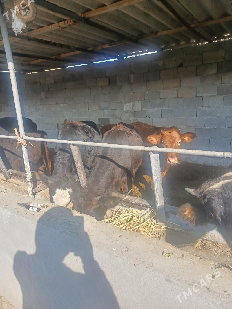 okuz - Aşgabat - img 3