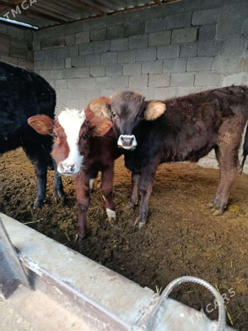 okuz - Aşgabat - img 1