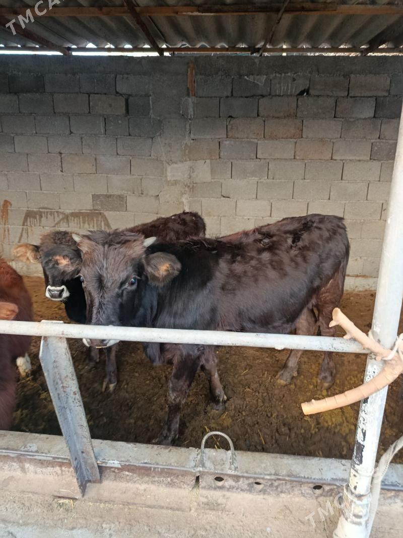 okuz - Aşgabat - img 2