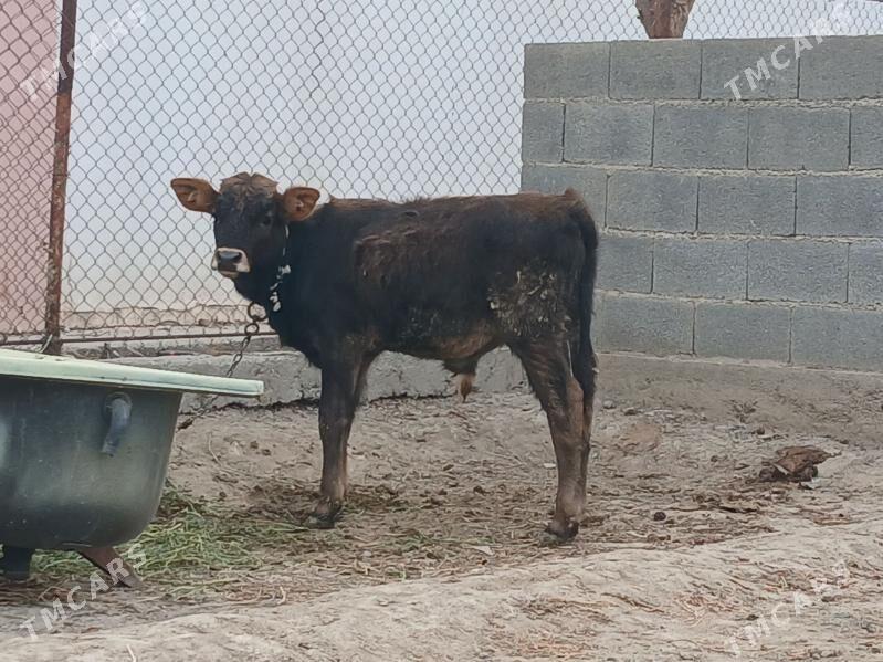 OKUZCE - Гёкдепе - img 1