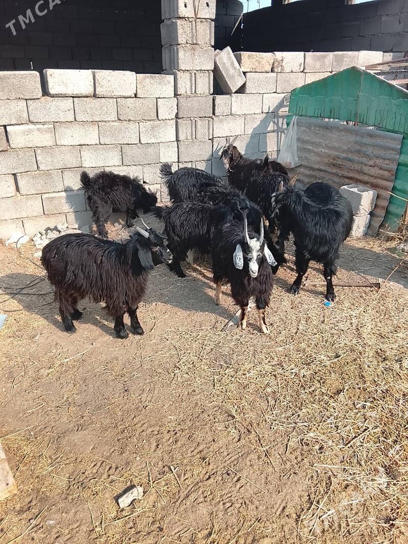 cebis - Aşgabat - img 2