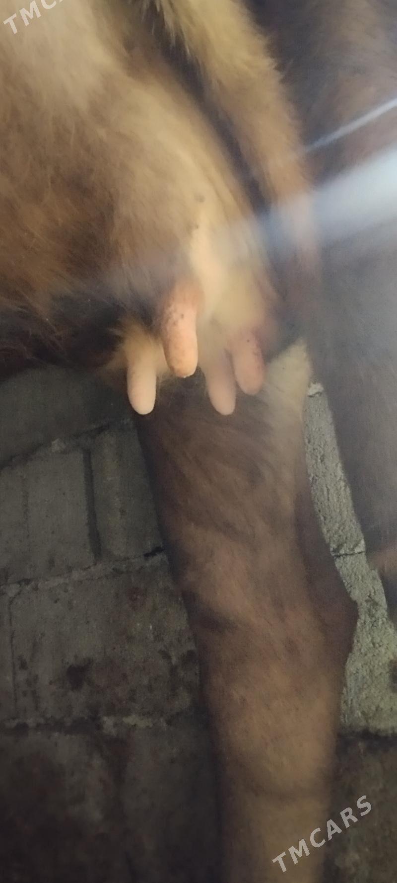 agyr bogaz sygyr - Aşgabat - img 4