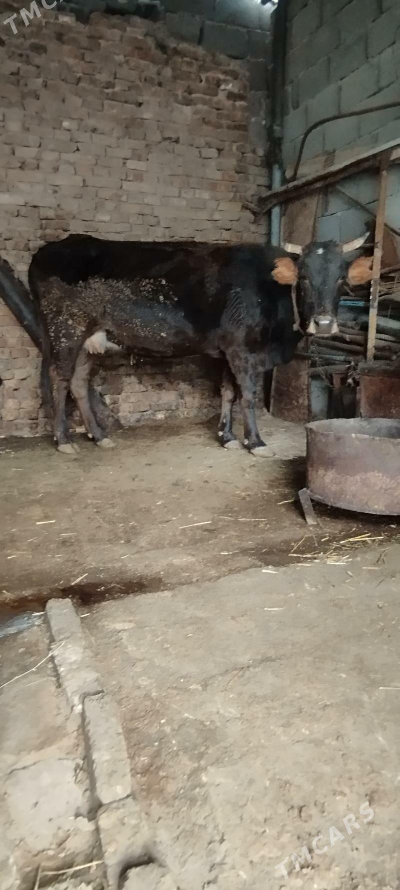 agyr bogaz sygyr - Aşgabat - img 3