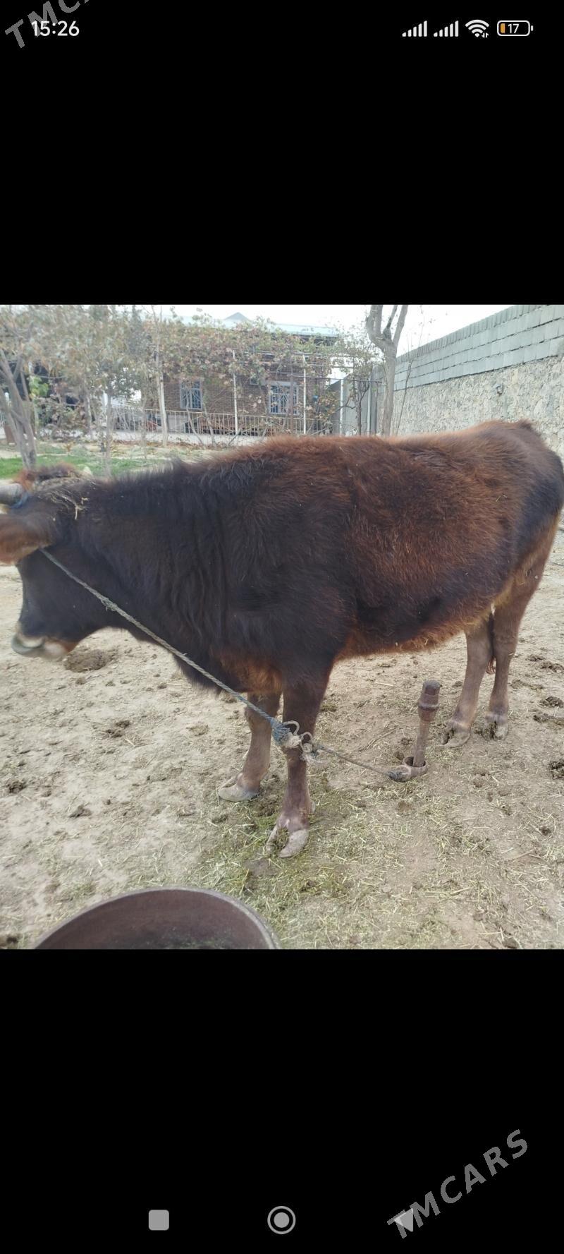 Tüwe - Бахарден - img 2