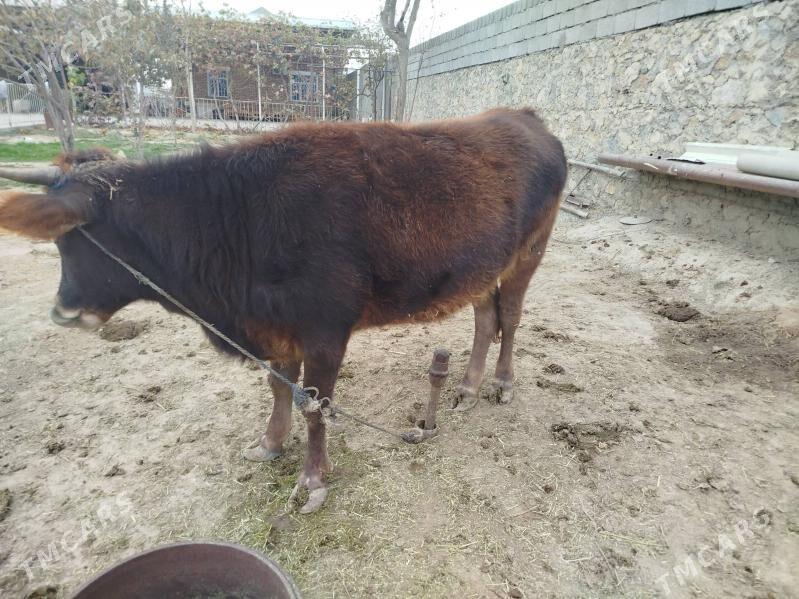 Tüwe - Бахарден - img 1