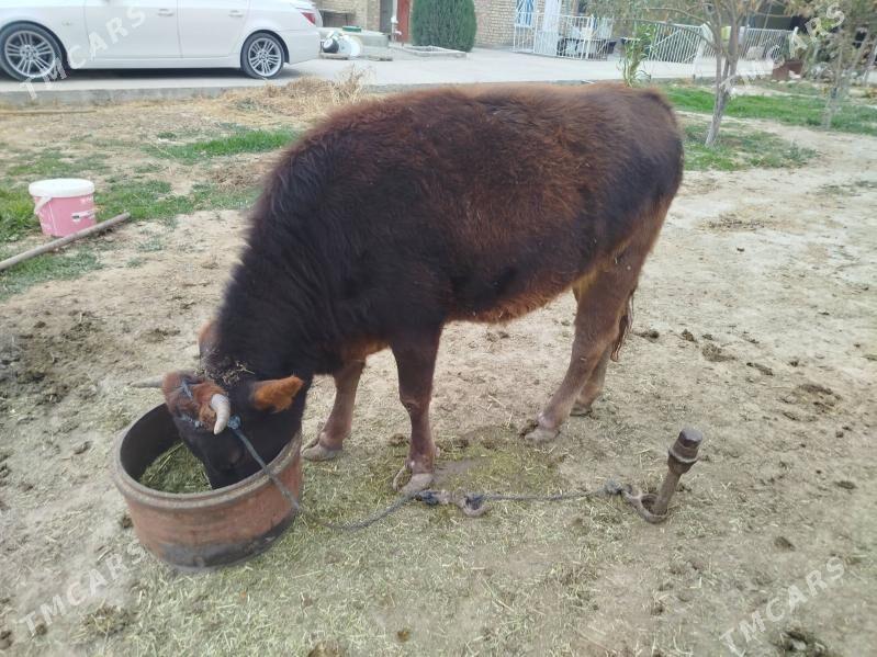 Tüwe - Бахарден - img 8