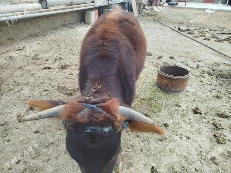 Tüwe - Бахарден - img 9