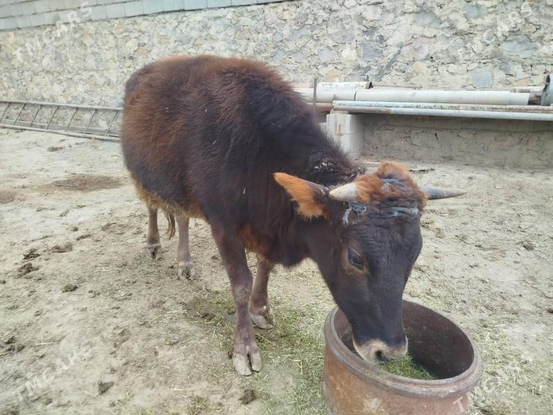 Tüwe - Бахарден - img 5