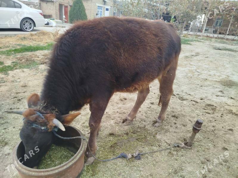 Tüwe - Бахарден - img 7