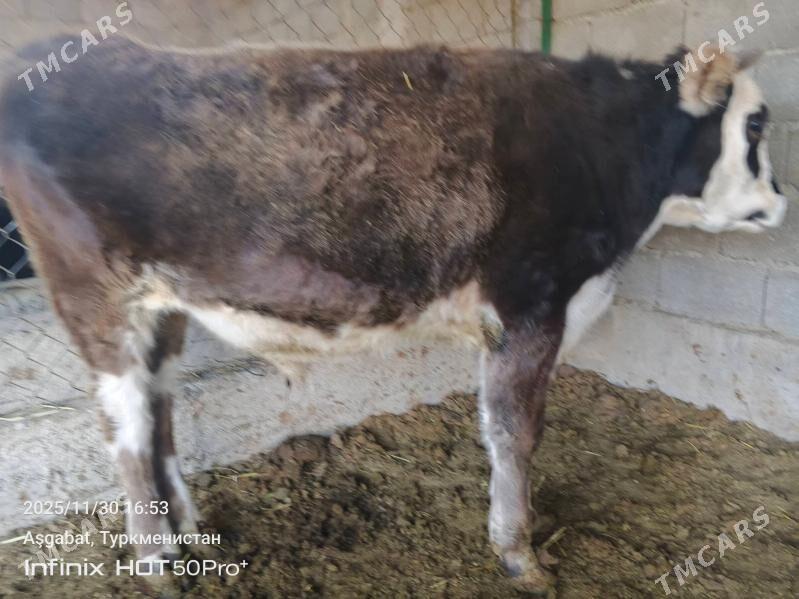 okuz tuwe bicik - Gökdepe - img 4