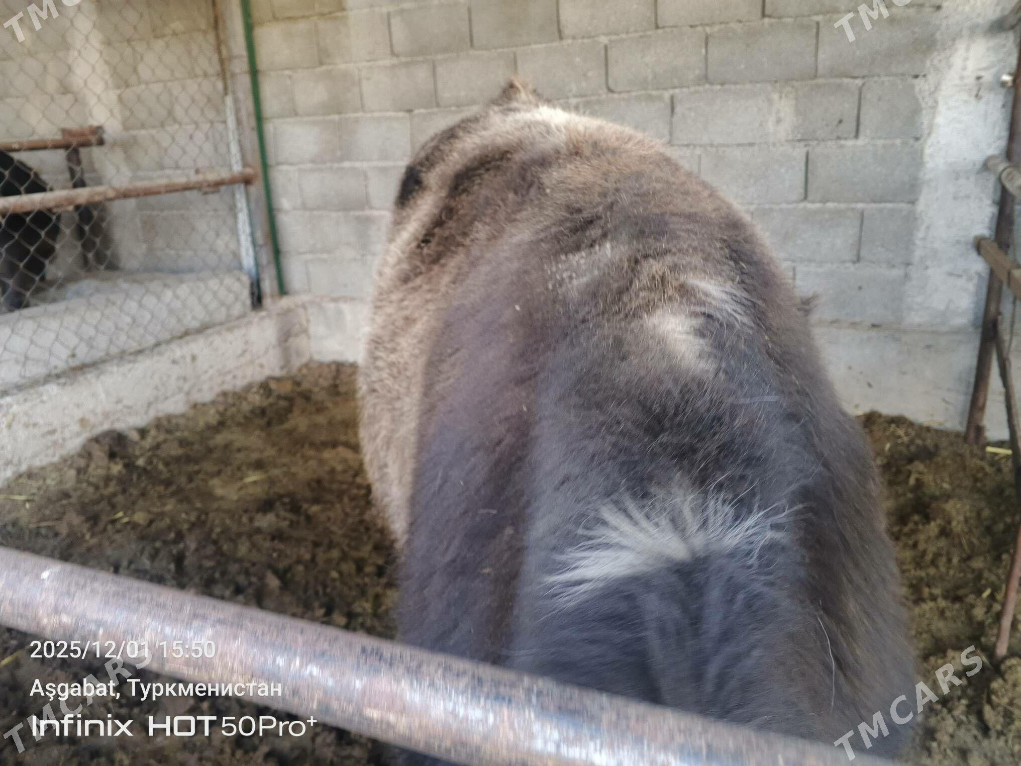 okuz tuwe bicik - Gökdepe - img 3