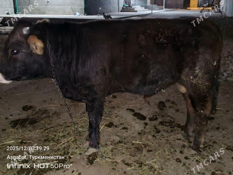 okuz tuwe bicik - Gökdepe - img 5