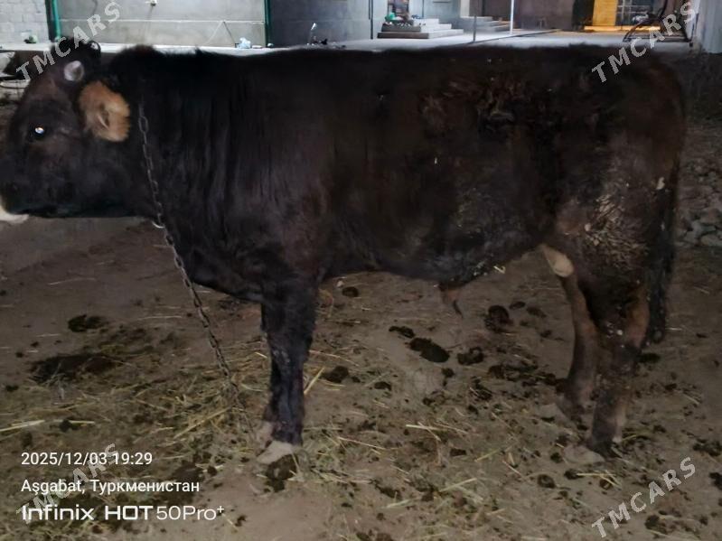 okuz tuwe bicik - Gökdepe - img 6