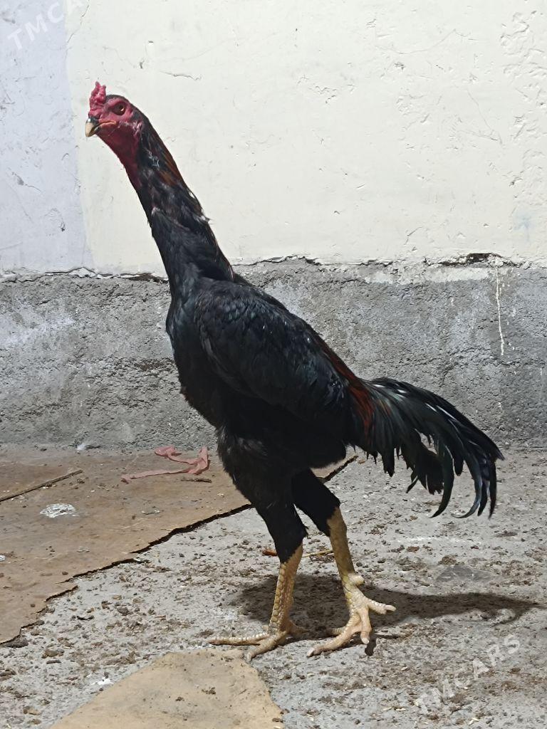 Horoz - Garadamak Şor - img 1