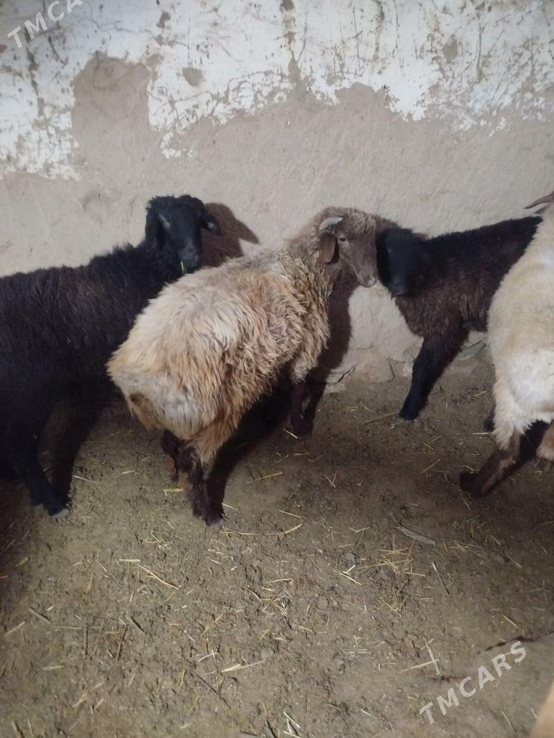 tokly - Gyzylarbat - img 2