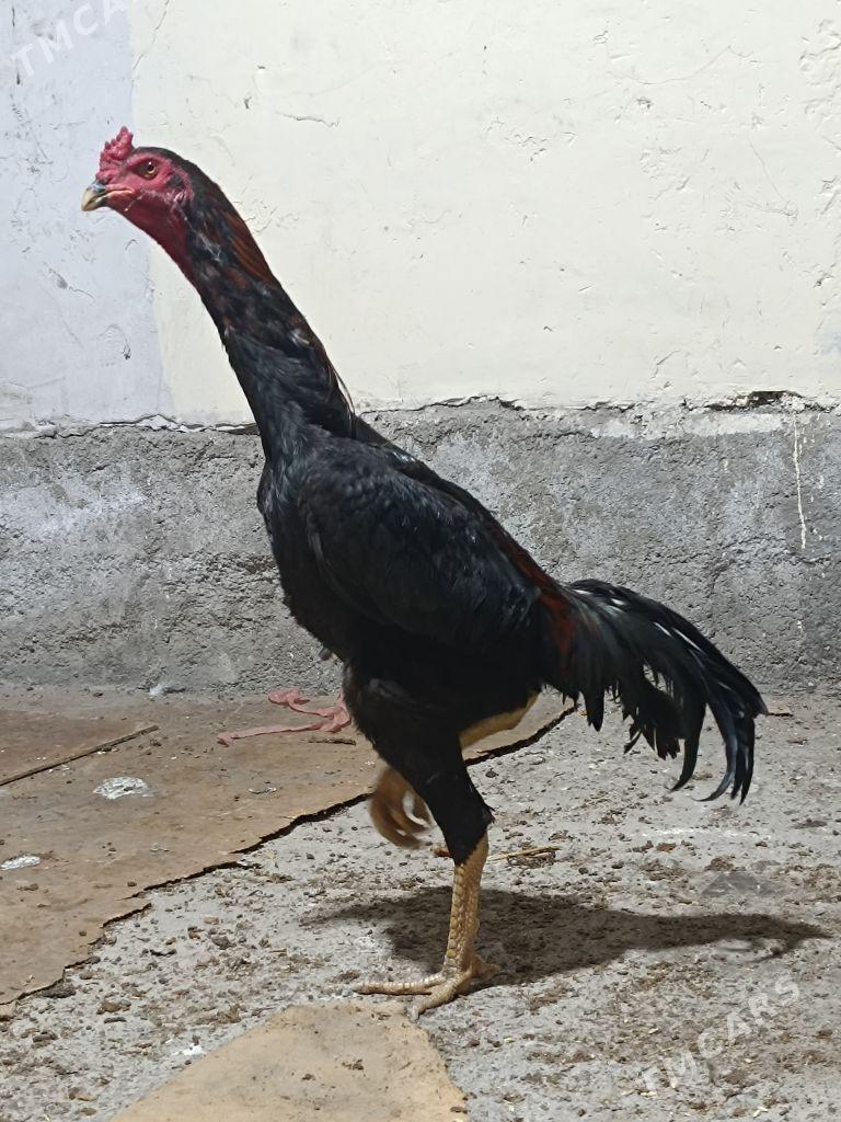 Horoz - Гарадамак Шор - img 2