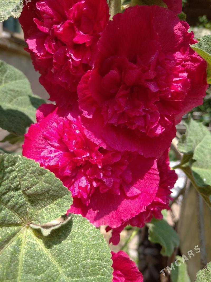 цветы - Mary - img 2