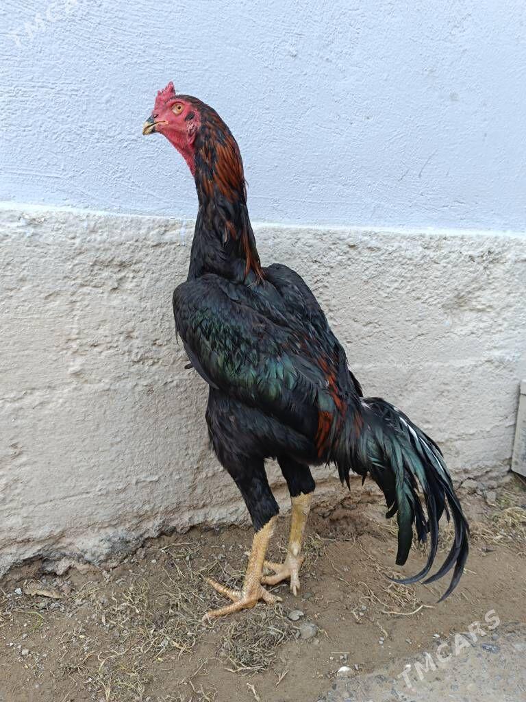 Horoz - Гарадамак Шор - img 3