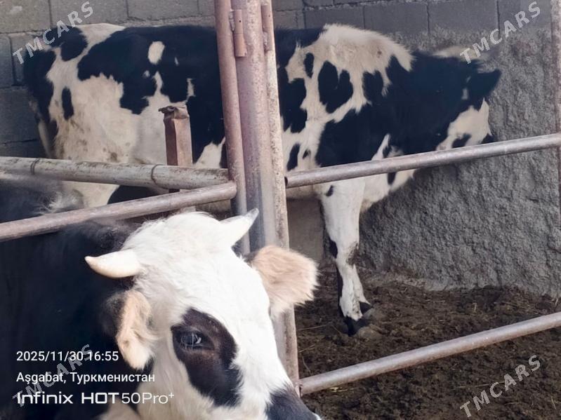 okuz tuwe bicik - Gökdepe - img 1