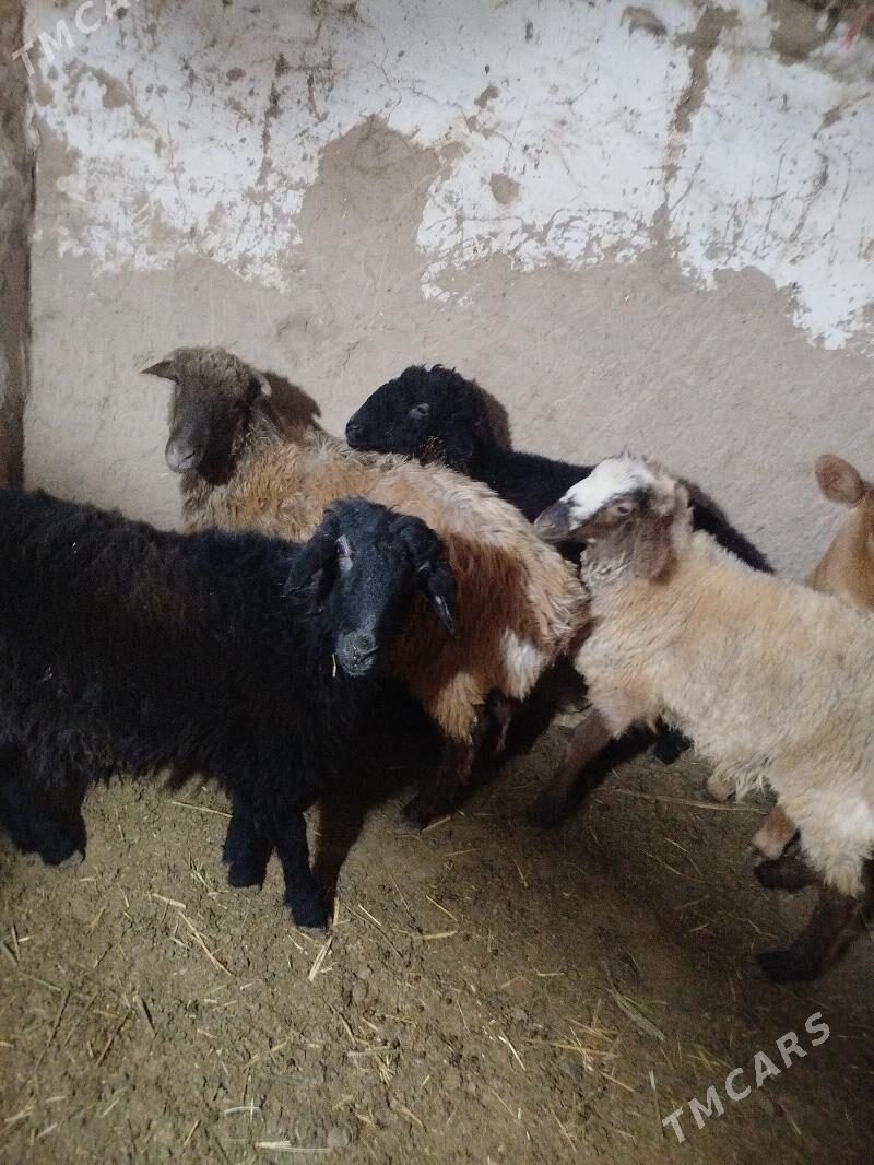 tokly - Gyzylarbat - img 3