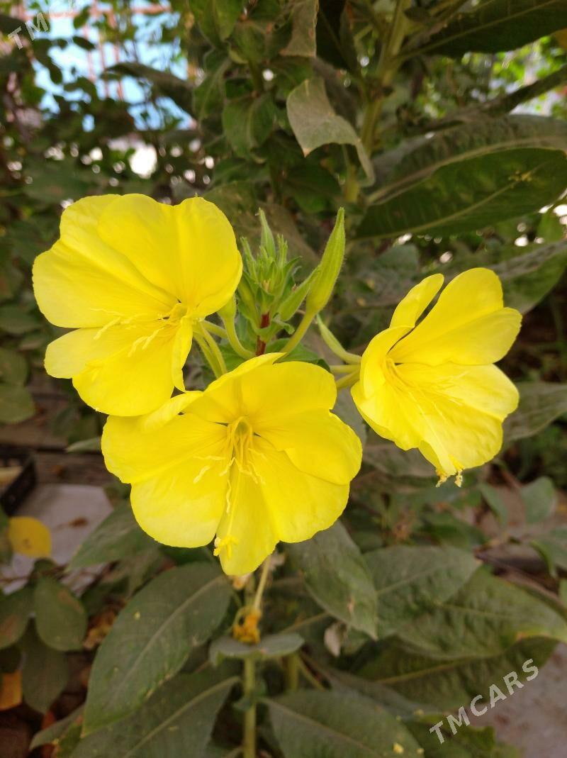 цветы - Mary - img 3