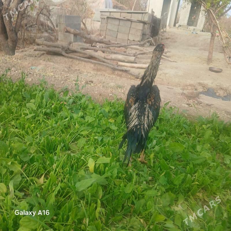 baýsy horoz - Яшлык - img 2