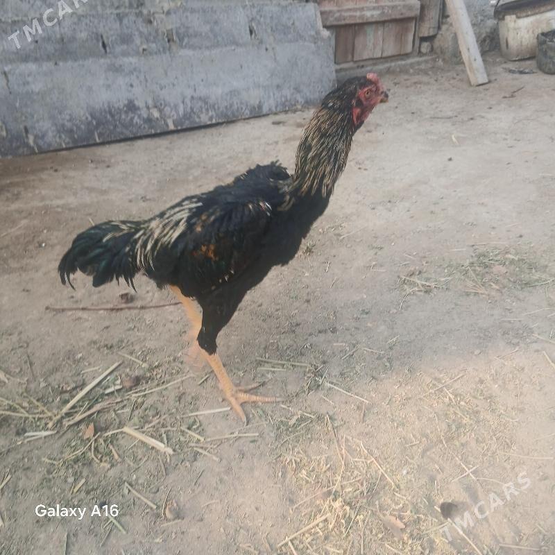 baýsy horoz - Яшлык - img 6