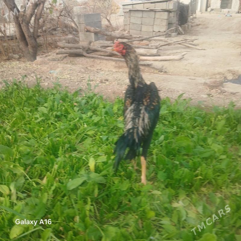 baýsy horoz - Яшлык - img 4