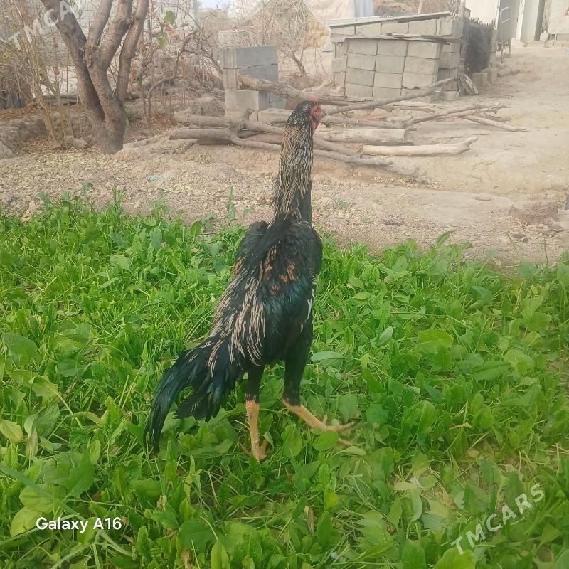 baýsy horoz - Яшлык - img 3